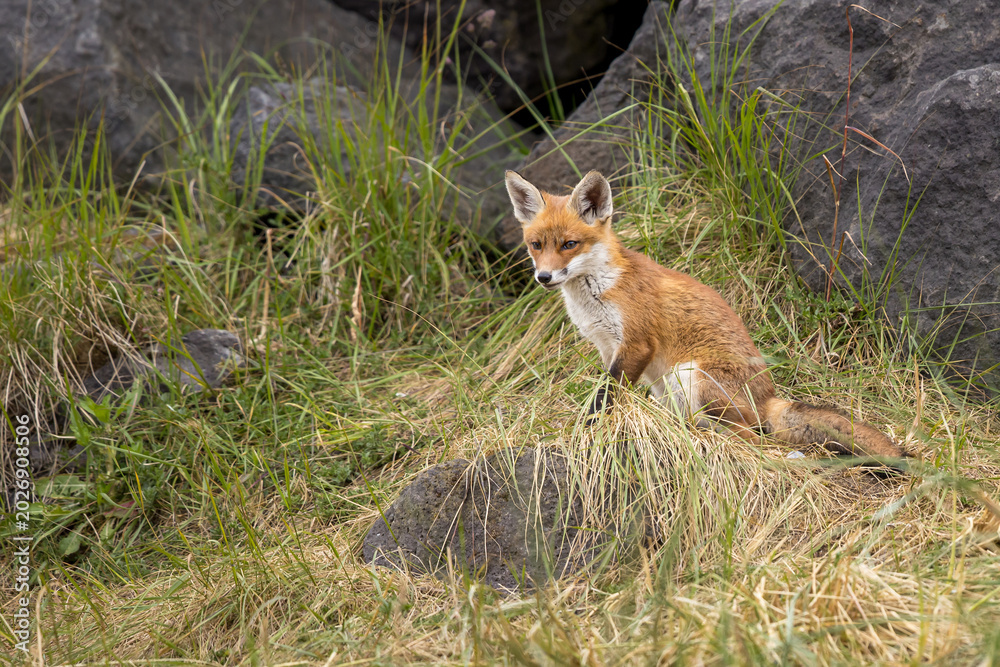 Fototapeta premium Young red fox cub in nature curious and to explore the world