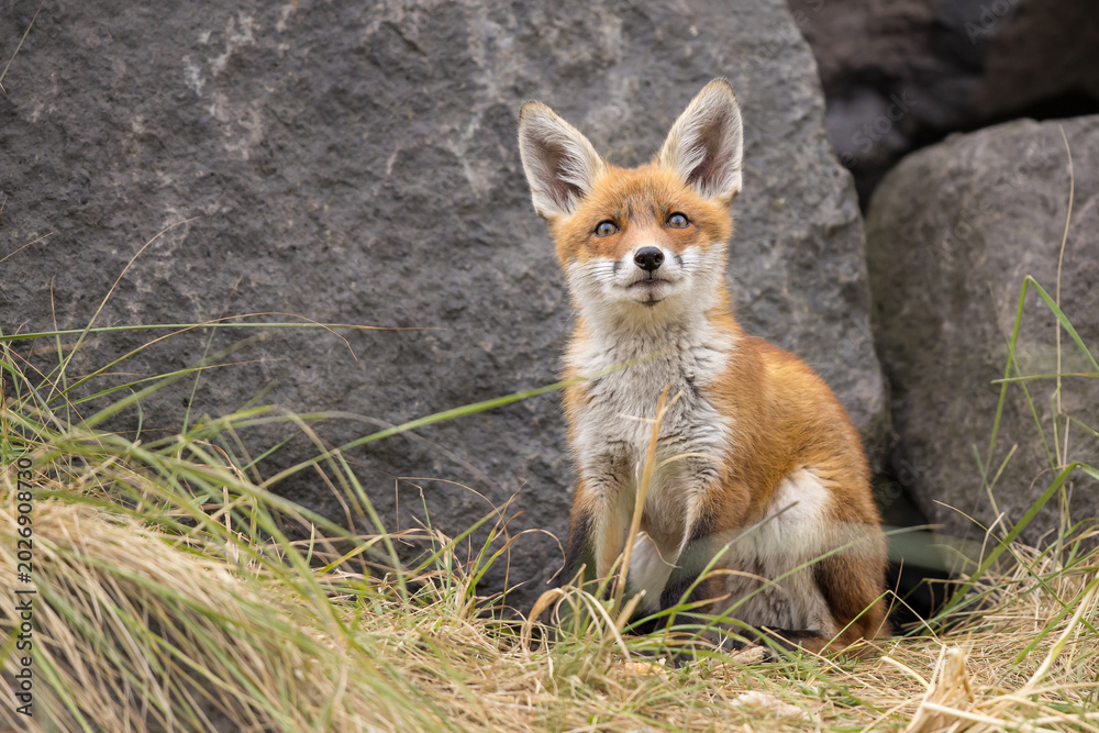 Fototapeta premium Young red fox cub in nature curious and to explore the world