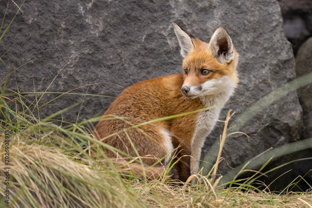 Fototapeta premium Young red fox cub in nature curious and to explore the world