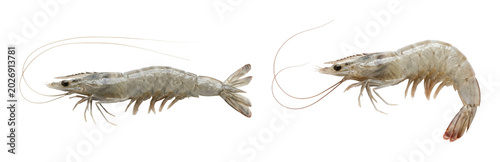 Fresh raw white shrimp isolated on a transparent background PNG file