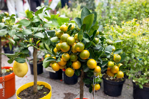 Foto small citrus tree with ripe kumquat fruits growing in a pot at a garden market or plant fair