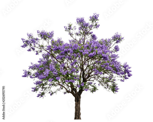 Vibrant jacaranda tree in full bloom featuring beautiful purple flowers with lush green leaves isolated as a botanical on transparent background