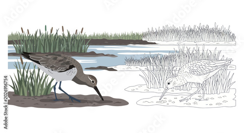Fotografia Wading Bird Foraging in Marshland Habitat, One Detailed, One Outline
