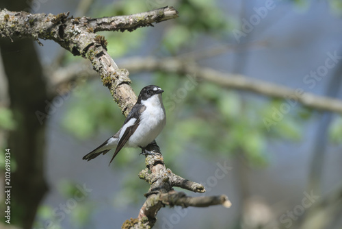Male Pied Flycatcher, perched on a branch