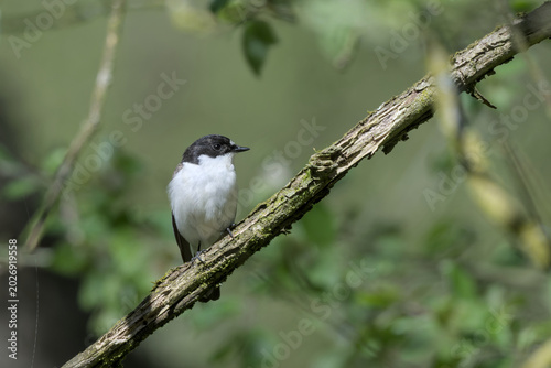 Male Pied Flycatcher, perched on a branch