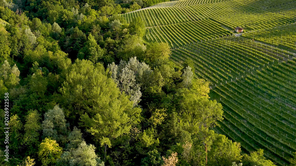 Fototapeta premium Aerial View of Lush Green Forest Bordering Rolling Vineyards in Piedmont Italy