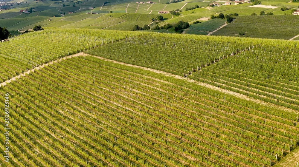 Fototapeta premium Aerial View of Lush Green Vineyard Rows in Piedmont Italy