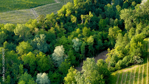 Canvastavla Aerial View of Lush Green Forest and Vineyards in Piedmont Italy