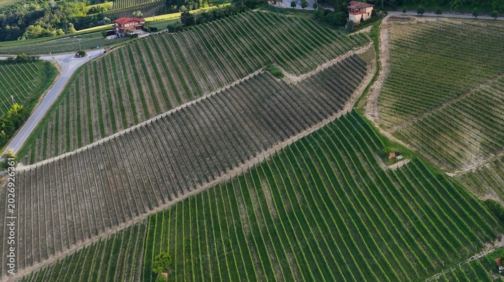 Fototapeta premium Aerial View of Geometric Vineyard Rows in the Barolo Region of Italy
