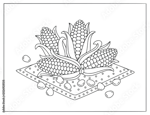 Fotografía Corn vector illustration of maize cobs with kernels in clean outline style
