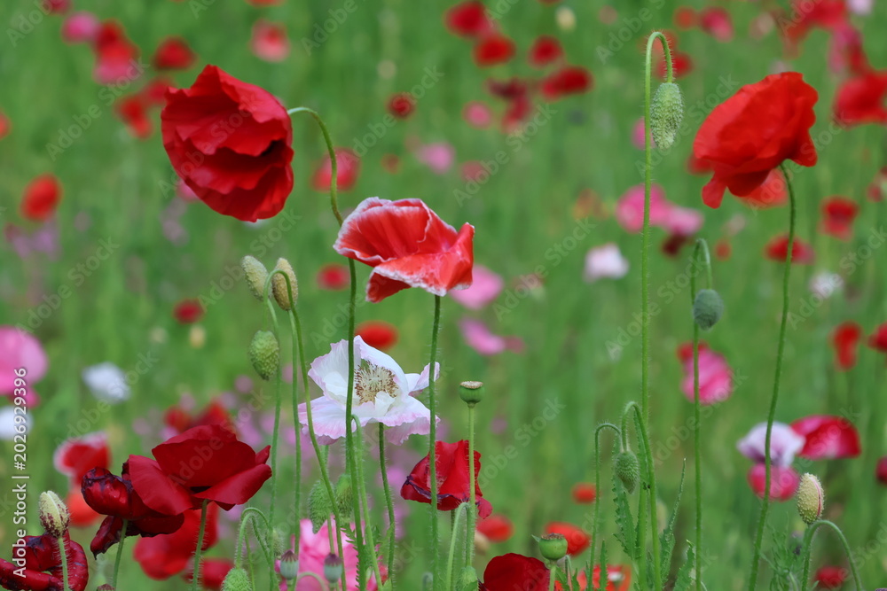 Fototapeta premium A poppy field in the late afternoon