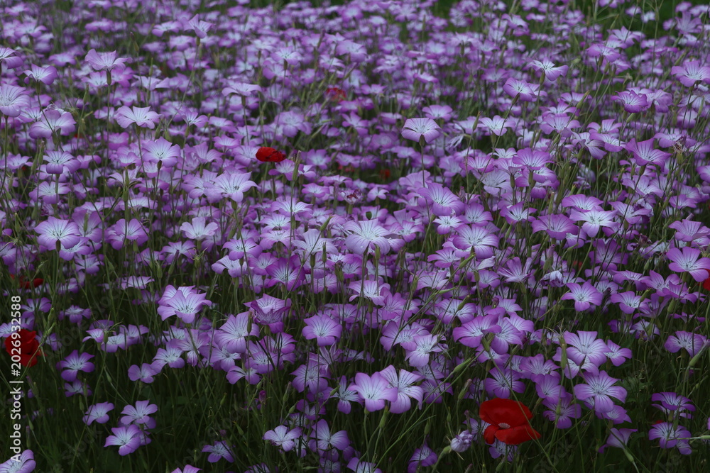 Fototapeta premium field of corn cockle flowers