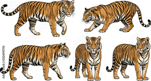 Fotografie Siberian Tiger Vector Illustration Set with Wild Predators in Diverse Standing W