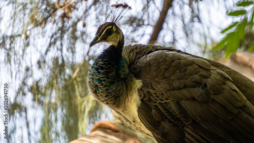 Quadro em tela Indian Peacock at Sabarmati Ashram Ahmedabad