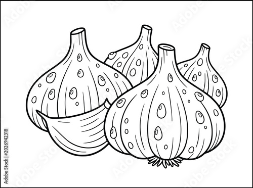Garlic coloring book page with a cluster of fresh bulbs and a clove