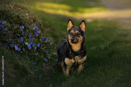 Tableau sur toile Cute mixed breed dog standing in green grass near blue flowers