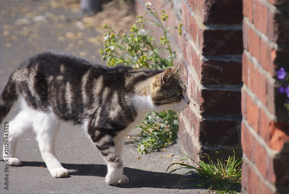 Obraz premium Curious Tabby Cat Investigating a Brick Pillar Outdoors