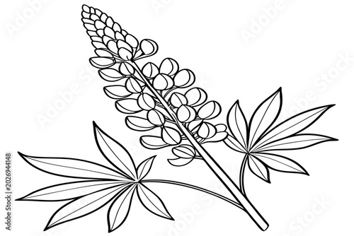 Photos coloring-page line art the silver lupine flower black vector