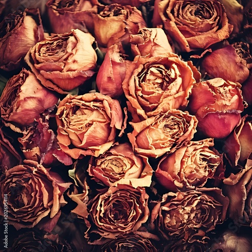 Close-up of dried, wilting, and crinkled rose blooms in warm tones