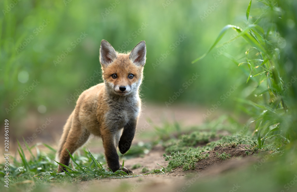 Fototapeta premium Cute young red fox ( Vulpes vulpes )