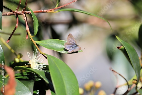 Tableau sur toile Common Grass Blue Butterfly (Zizina otis) resting on lilly-pilly leaf