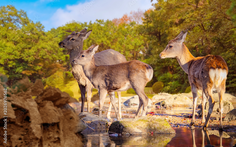Fototapeta premium Wildlife tourism in Nara Japan. Deer stand near forest stream in Japanese park during sunny autumn day.