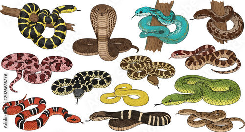 Fotografie Snake Illustration Set Featuring Cobra, Python, Viper, Coral Snake, and Wild Rep