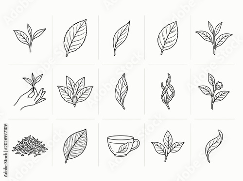 Set of tea leaf line art icons showing fresh sprigs, hand picking, and loose dried leaves for organic brand design