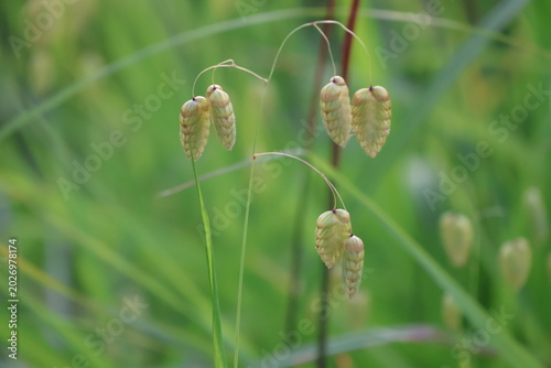 Valokuva Big quaking grass