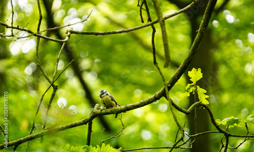 bird on a branch