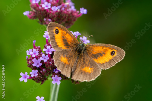 Foto Gatekeeper butterfly (Pyronia tithonus) also known as Hedge Brown with its wings