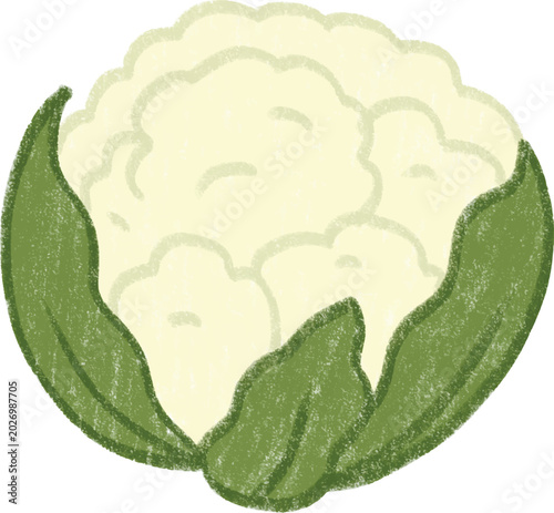hand drawn cauliflower cute illustration