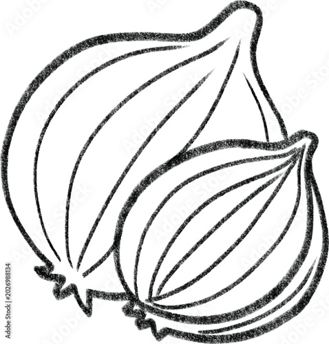 Hand drawn onion line art