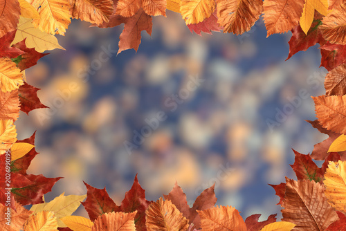 Frame of yellow leaves on blurred autumn background, seasonal backdrop foliage design