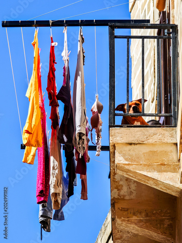 Dog on a balcony of a house at Vittoriosa, Malta