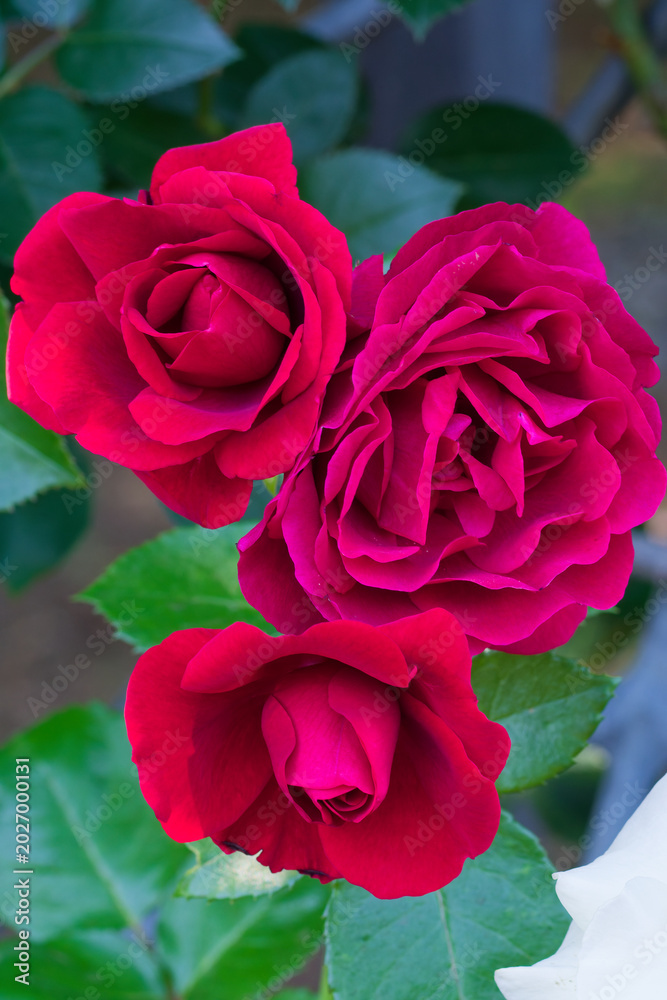 Fototapeta premium Three Red Roses with Dark Green Leaves, Classic Gift for Love
