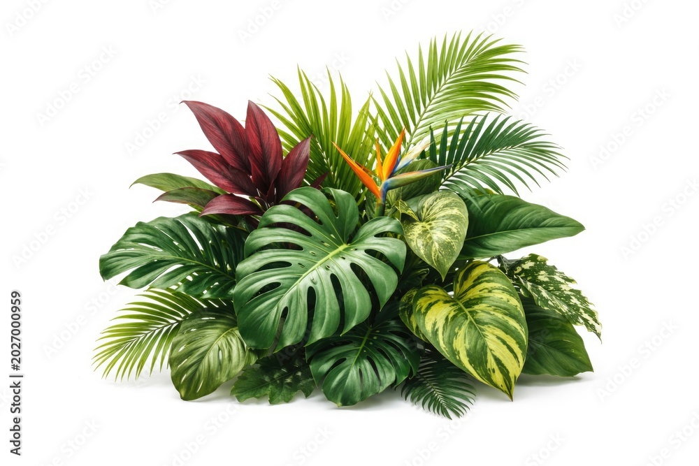 Fototapeta premium White background isolated tropical leaf and foliage plant arrangement with clipping path