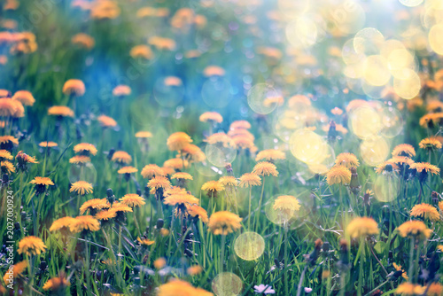 bokeh grass and flowers, summer nature background, blurred sun glare on fields of meadow flowers and fresh grass