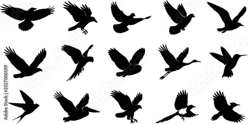 Photography Collection of various birds in different flying positions and shapes