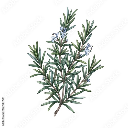 Detailed watercolor illustration of a fragrant herb with slender green leaves and tiny blue flowers