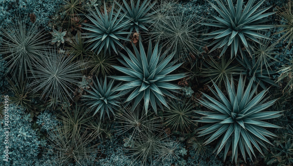 Fototapeta premium Abstract aerial depiction of green agave and dragon tree plants accented by classic blue