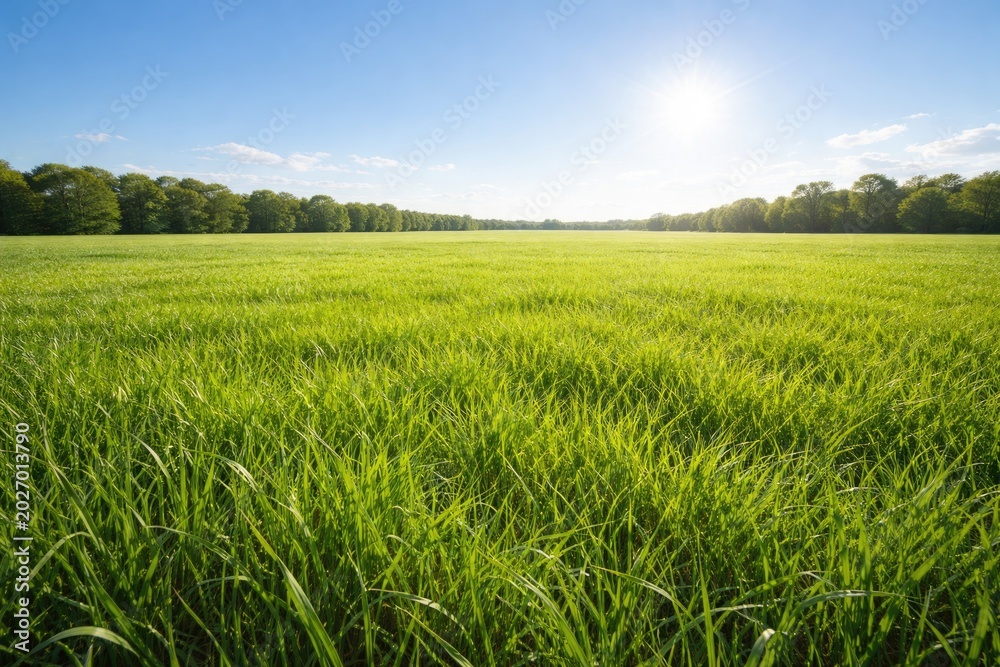 Fototapeta premium Full length view of bright green grass field beneath clear sky