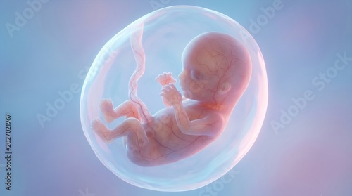 Human fetus developing inside amniotic sac with umbilical cord 3D medical illustration