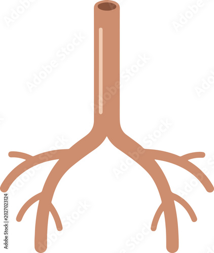 Illustration of Human Bronchial Tree Structure.