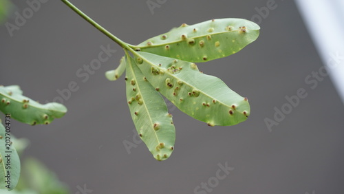 Canvastavla Mango Leaf with Gall Disease Spots Isolated on Neutral Background