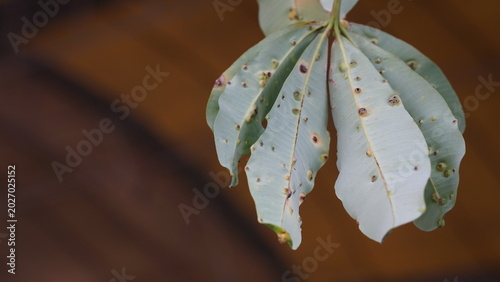 Konstfotografi Close-Up of Mango Leaves with Gall Spots and Disease Symptoms