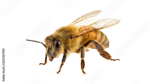 Foto Honey bee flying isolated on transparent background close up view for macro photography insect collection cutout