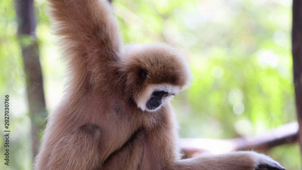 Fototapeta premium Light Brown Gibbon Looking Down in a Lush Green Forest Setting