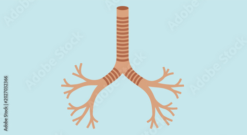 Fényképezés Illustration of human respiratory system bronchi and trachea.