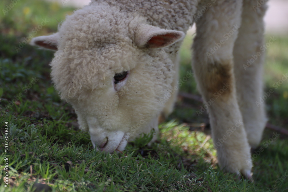Obraz premium sheep and lamb